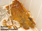 Anfang - Echter Hausschwamm 01 klein