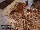 Anfang - Zerstrter Holzbalken klein